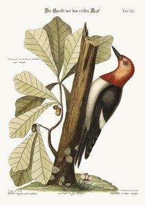 赤毛のキツツキ、1749-73